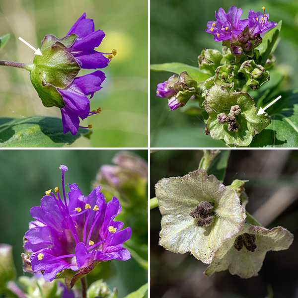 Wild four o'clock flowers occur in clusters of 3-5, nestled in a five-lobed, saucer-shaped green bract (often with purplish tints) folded into a boxy shape; a typical calyx is absent. Instead, the flowers "petals" are a trumpet-shaped modified calyx with five notched lobes, 1/2" across and magenta in color; the 3-5 stamens protrude from the flower and have yellow anthers while the single slender pink style is even longer than the stamens, terminating in a stigma shaped like a pin head. After fertilization, the bract opens out into a whitish, pentagonal saucer (often with purplish highlights on the margins) with five radiating ridges; the rough, black, hairy seeds are suspended from the center. It is easy to mistake the mature bract for an odd flower, but a "flower" that attaches directly to the flower pedicel and lacks any trace of other flower parts (including the stamens and pistil). It's often claimed that the flowers tend to open in the late afternoon, but the wild four o'clock in Jackson Park happily open any time of day, including the morning.