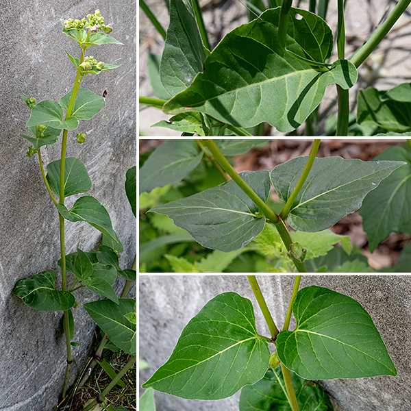 Wild four o'clock produces sizeable bushes 2-4' tall. Stems are light green, somewhat angular in section below, round above. The leaves are dark green, hairless, with smooth (but often wavy) margins, a rather triangular heart-shape with a short petiole. Leaves near the flowers are often more lance-shaped.  It's often claimed that the flowers tend to open in the late afternoon, but the wild four o'clock in Jackson Park happily open any time of day, including the morning.