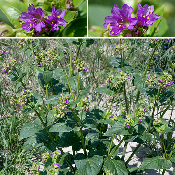 Wild four o'clock produces sizeable bushes 2-4' tall. Stems are light green, somewhat angular in section below, round above. The leaves are dark green, hairless, with smooth (but often wavy) margins, a rather triangular heart-shape with a short petiole. Leaves near the flowers are often more lance-shaped. It's often claimed that the flowers tend to open in the late afternoon, but the wild four o'clock in Jackson Park happily open any time of day, including the morning.