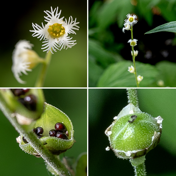 Twoleaf miterwort (aka, bishop's cap) is a charming little plant with a delicate flower that looks like it drifted out of a children's book. The flowers are widely spaced along the flower stalk, attached by short pedicels. Each flower is tiny (1/8" across), bell-shaped, with a short five-lobed, greenish-white calyx, and five white petals that are deeply lobed at their tips (pinnatifid), looking like a snowflake when the flower is viewed face-on. Inside the bell are 10 stamens with yellow anthers and a pair of central styles each with a yellow, crescent-shaped stigma. The fruit is a two-lobed, green capsule (like a tiny clam shell) filled with developing shiny-black seeds, all nestled in the persistant calyx. The seeds are dispersed by raindrops striking the valves of the capsule, a fitting bit of whimsy for such a marvelous plant.