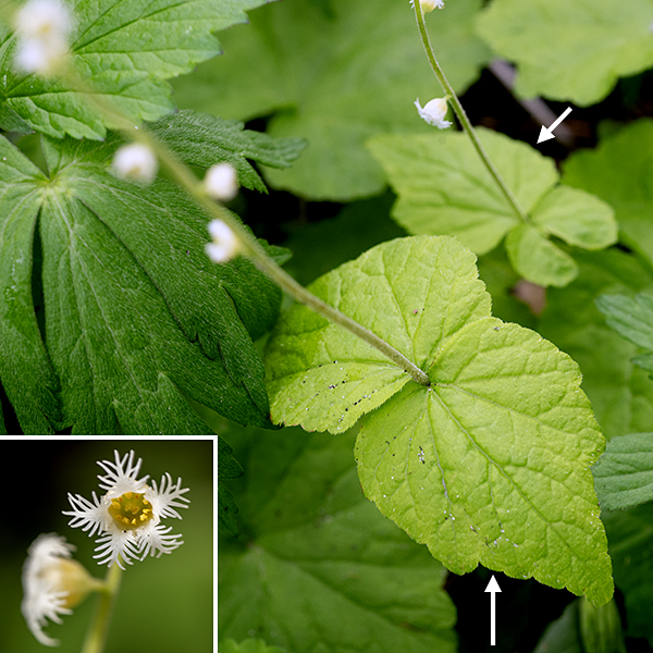 Twoleaf miterwort (aka, bishop's cap) is a charming little plant with a delicate flower that looks like it drifted out of a children's book. This is a low growing plant whose tallest element is its slender, fuzzy 8-16" tall flower stalk. This stalk is unbranched with a single pair of sessile, opposite leaves (the "two-leaf" in the common and species names) located around the midpoint of the stalk; the leaves are heart-shaped, coarsely toothed around the margins and often subtlely three-lobed. The only other leaves are basal, similar in shape to the leaves on the flower stalk but with long petioles.