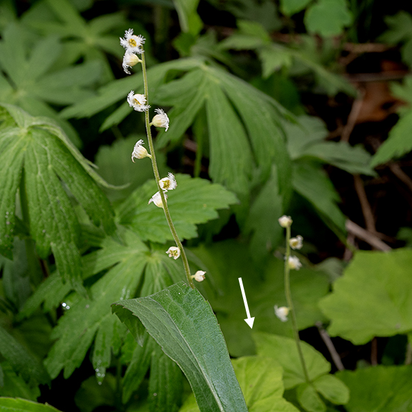 Twoleaf miterwort (aka, bishop's cap) is a charming little plant with a delicate flower that looks like it drifted out of a children's book. This is a low growing plant whose tallest element is its slender, fuzzy 8-16" tall flower stalk. This stalk is unbranched with a single pair of sessile, opposite leaves (the "two-leaf" in the common and species names) located around the midpoint of the stalk; the leaves are heart-shaped, coarsely toothed around the margins and often subtlely three-lobed. The only other leaves are basal, similar in shape to the leaves on the flower stalk but with long petioles. The flowers are widely spaced along the stalk, attached by short pedicels. Each flower is tiny (1/8" across), bell-shaped, with a short five-lobed, greenish-white calyx, and five white petals that are deeply lobed at their tips (pinnatifid), looking like a snowflake when the flower is viewed face-on.