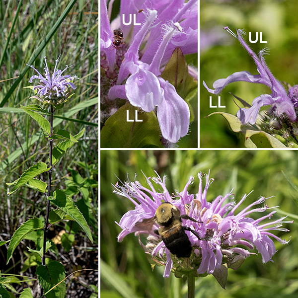 Wild bergamot is a showy plant in the mint family that often occurs in dense stands in Jackson Park. Flowerheads/clusters 1-3" in diameter arise at the apex of flower stems that arise from leaf axils. Blooming begins in the center of the cluster and moves progressively toward the periphery, with the arching flowers pointing in all directions. Flowers are tubular (they remind me of baroque trumpets with embellished bells), about 1" long. They have a short green tubular calyx; a lavender or pink corolla (other mints are white, red, or purple); an awning-like upper lip beneath which protrude two stamens with brownish-purple anthers and the single style (with an unevenly bifurcated tip) significantly longer than the stamens. The 1/2" wide lower lip offers a surface where the pollinators land. The lower lip has three small lobes at its tip. Seeds develop within the persistant calyx. The very similar bee balm (Monarda didyma) has scarlet flowers. Wild bergamot is widely used as a component of herbal teas.
