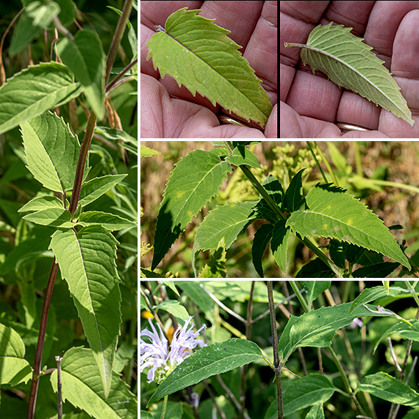 Wild bergamot is a showy plant in the mint family that often occurs in dense stands in Jackson Park. The plant gets to be 2.5-4' tall; it has frequent branches in the upper half of the plant contributing to the profusion of blooms. The stems are light green and square in section (as is typical for a member of the mint family); the uppermost parts of the stem is often covered by fine hairs. The leaves are opposite, oval to lance-shaped, twice as long as wide, with glandular pits covering the underside, serrated margins, and 5/8" long petioles; the leaves are said to smell like oregano. The leaf color is variable (light green to dark green). The very similar bee balm (Monarda didyma) has scarlet flowers. Wild bergamot is widely used as a component of herbal teas.
