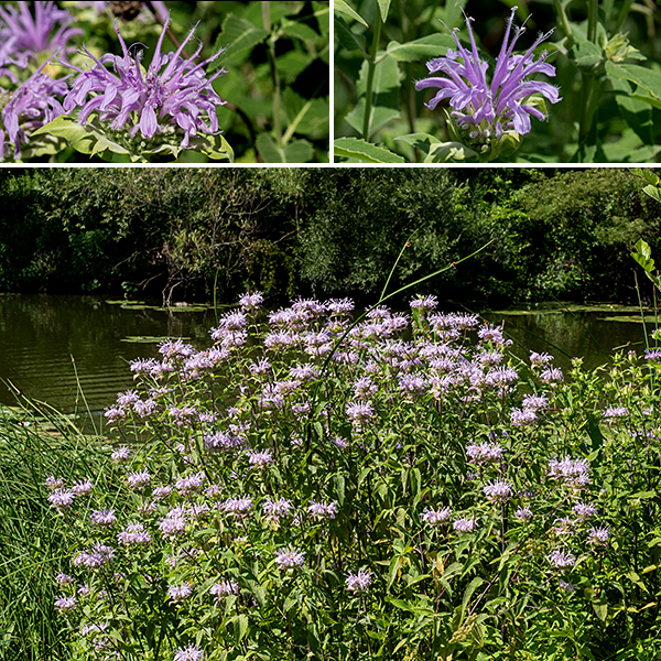 Wild bergamot is a showy plant in the mint family that often occurs in dense stands in Jackson Park. The plant gets to be 2.5-4' tall; it has frequent branches in the upper half of the plant contributing to the profusion of blooms. The stems are light green and square in section (as is typical for a member of the mint family); the uppermost parts of the stem is often covered by fine hairs. The very similar bee balm (Monarda didyma) has scarlet flowers. Wild bergamot is widely used as a component of herbal teas.