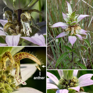 Spotted beebalm (aka, spotted horsemint) is a curious-looking plant 1-3' tall; it reminds me of the top of a pineapple with spotted coffee-with-cream colored flowers under the arching leaves. There are whorls of leaf-like bracts below the flowers that are white to deep pink or lavender, shorter and broader than the leaves, and invariably have smooth margins. The flowers are 3/4-1" long with a tubular calyx with five triangular teeth at the base and a cream to yellow tubular corolla with purple spots. The corolla consists of an upper lip covered with long, fine hairs on the exterior and a lower lip with three small lobes on its tip. Nestled under and paralleling the upper lip are two stamens and a style; the brown anthers and bifurcated stigma protrude beyond the tip of the lip. The fruit consists of four nutlets hidden within the persistant calyx. Spotted beebalm is unlikely to be confused with any other wildflower in Jackson Park.
