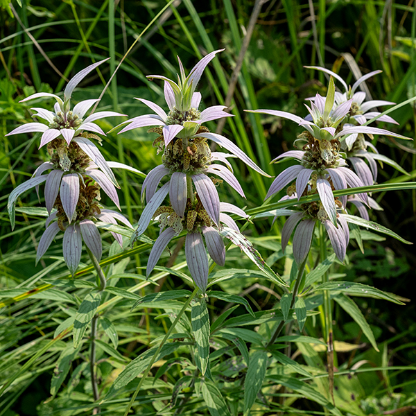 Spotted beebalm (aka, spotted horsemint) is a curious-looking plant 1-3' tall; it reminds me of the top of a pineapple with spotted coffee-with-cream colored flowers under the arching leaves. The stem is usually unbranched, square in section, reddish-purple, and densely covered with short, downward-curved hairs. The leaves are 3.5" long and 1" wide, medium or pale green or pink, lance- or dagger-shaped, and hairy on both surfaces; the uppermost leaves typically have smooth margins while lower leaves are sparsely and shallowly serrated. There are whorls of leaf-like bracts below the flowers that are white to deep pink or lavender, shorter and broader than the leaves, and invariably have smooth margins. The flowers are 3/4-1" long with a tubular calyx with five triangular teeth at the base and a cream to yellow tubular corolla with purple spots. The corolla consists of an upper lip covered with long, fine hairs on the exterior and a lower lip with three small lobes on its tip. Nestled under and paralleling the upper lip are two stamens and a style; the brown anthers and bifurcated stigma protrude beyond the tip of the lip. The fruit consists of four nutlets hidden within the persistant calyx. Spotted beebalm is unlikely to be confused with any other wildflower in Jackson Park.