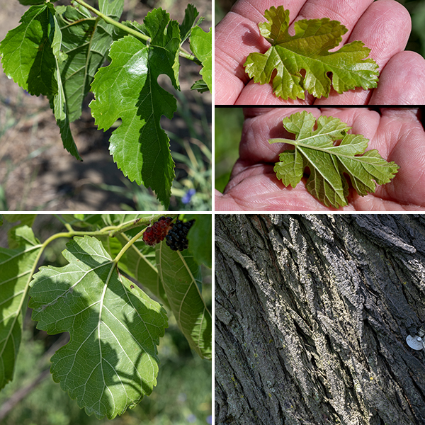 White mulberry is easily confused with red mulberry (Morus rubra) — both can bear reddish or black fruit — but they can be distinguished by their leaves. White mulberry forms substantial trees 30-60' tall common in Jackson Park; the saplings are ubiquitous, probably because the mulberries are so widely consumed by birds. The trunk is short with greyish-brown bark; the bark has shallow vertical furrows and flattened ridges. The leaves are alternate, 2-6" long and 1.5-3.5" across, oval in outline. The leaves can be confusing because they can either be (1) a simple oval with a pointed tip or (2) a highly (3-7) lobed leaf with either shallow or deep lobes; the lobes are typically rounded rather than pointed except for the terminal lobe, which is always pointed). In either case, they may have saw-toothed margins or margins with rounded, symmetrical teeth (crenate). White mulberry can be usually be distinguished from black mulberry by the leaves; the underside of white mulberry leaves is invariably hairless and the top surface smooth, but the underside of red mulberry leaves is covered with small hairs and the upper surface is rough. However, white and red mulberry can hybridize, which can confuse matters significantly.