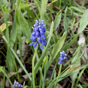 Grape hyacinth was introduced from Europe as a garden plant. The unbranched flowering scapes are green towards the base, purplish near the flowers, reaching maximum heights of 12". The leaves are all basal, 4-10" long, 3-8 mm wide, flat, hairless, and erect. The inflorescence is a terminal raceme on the scape. Individual flowers are drooping, urn-shaped with three blue sepals and three blue petals fused along their edges nearly to their tips where there are six small, rounded lobes. There are six stamens with purple anthers and a green ovary with a single style terminating in a three-lobed stigma; all are hidden well within the mouth of the urn. The fruits are three-lobed capsules, about 5 mm long and wide.
