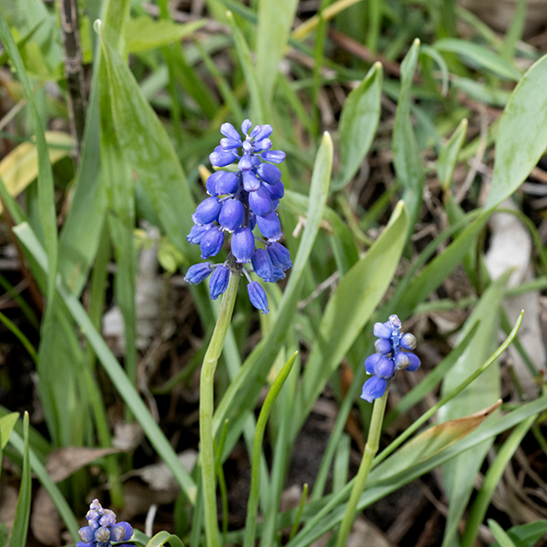 Grape hyacinth was introduced from Europe as a garden plant. The unbranched flowering scapes are green towards the base, purplish near the flowers, reaching maximum heights of 12". The leaves are all basal, 4-10" long, 3-8 mm wide, flat, hairless, and erect. The inflorescence is a terminal raceme on the scape. Individual flowers are drooping, urn-shaped with three blue sepals and three blue petals fused along their edges nearly to their tips where there are six small, rounded lobes. There are six stamens with purple anthers and a green ovary with a single style terminating in a three-lobed stigma; all are hidden well within the mouth of the urn. The fruits are three-lobed capsules, about 5 mm long and wide.