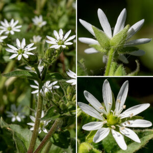 Water chickweed (aka, giant chickweed) is an exotic from Europe; it resembles a much-enlarged enlarged (potentially 1-2.5' tall vs. a few inches although the stalk sprawls) version of our common chickweeds. Flowers may occur as singletons arising from the leaf axils or clusters of a few flowers at the end of the stems. Each flower is 1/2" across; it has five fuzzy, green, oval sepals slightly shorter than the petals; five white, deeply-cleft petals that look like ten; 10 stamens with white anthers; and a green ovary with five short, arching styles. The stems and the 1" long pedicels of the flowers are both very fuzzy. The fruit is an ovoid seed capsule nestled in the persistant sepals which hangs down from the pedicel when ripe; it could easily be mistaken for a bud if you didn't notice it was pointed down.