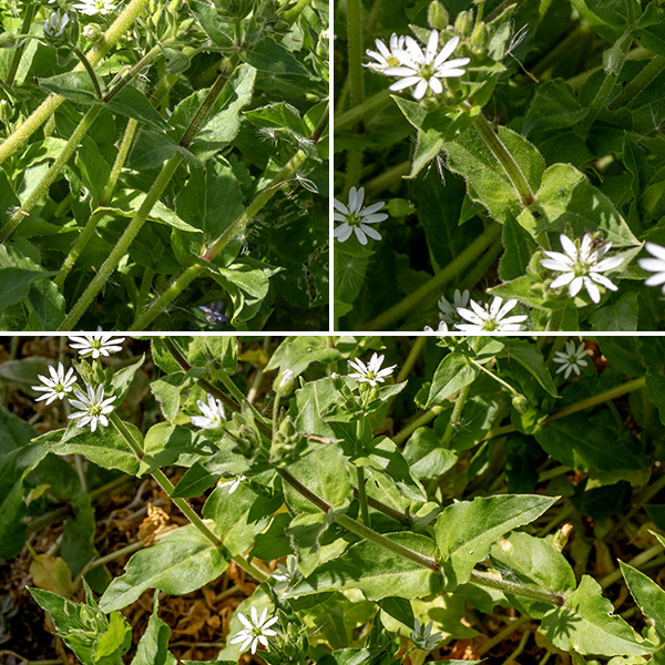 Water chickweed (aka, giant chickweed) is an exotic from Europe; it resembles a much-enlarged enlarged (potentially 1-2.5' tall although the stalk sprawls) version of our common chickweeds. The leaves are opposite with successive pairs at right angles to those above and below, 2" long and half as wide, lance-shaped, hairy, with smooth margins and indented bases, and sessile or clasping except for the lowermost leaves.
