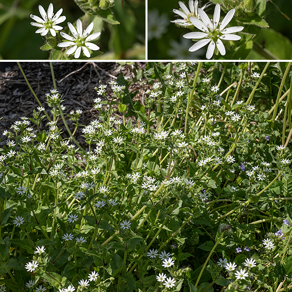 Water chickweed (aka, giant chickweed) is an exotic from Europe; it resembles a much-enlarged enlarged (potentially 1-2.5' tall although the stalk sprawls) version of our common chickweeds. The leaves are opposite with successive pairs at right angles to those above and below, 2" long and half as wide, lance-shaped, hairy, with smooth margins and indented bases, and sessile or clasping except for the lowermost leaves. Flowers may occur as singletons arising from the leaf axils or clusters of a few flowers at the end of the stems. Each flower is 1/2" across; it has five fuzzy, green, oval sepals slightly shorter than the petals; five white, deeply-cleft petals that look like ten; 10 stamens with white anthers; and a green ovary with five short, arching styles. The stems and the 1" long pedicels of the flowers are both very fuzzy. The fruit is an ovoid seed capsule nestled in the persistant sepals which hangs down from the pedicel when ripe; it could easily be mistaken for a bud if you didn't notice it was pointed down.
