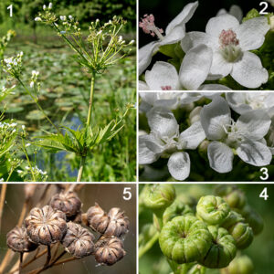 Glade mallow flowers fill the entire apex of the plant in multiple clusters (panicles). Each plant produces only male or only female flowers. Both male and female flowers are about 1/2-3/4" across with 1" long pedicels, a short, light green, tubular calyx bearing five broad teeth around the edge, and five white petals. To this general pattern, male flowers add 16-20 stamens fused basally; the free ends are separated into filaments bearing tan or pink anthers. Female flowers add to the basic flower a compound style with 6-10 white, twisted, thread-like branches. The fruits are round, fist-like clusters of wedge-shaped segments (up to 10), each containing a single seed. Glade mallow occurs in only seven states. It is listed as "vulnerable" in Illinois, Iowa, Wisconsin, and Ohio; it is "imperiled" in Indiana and Minnesota and critically imperiled in Maryland. Glade mallow prefers moist habitats. Populations in Jackson Park have been noticeably expanding over the last few years; be grateful.