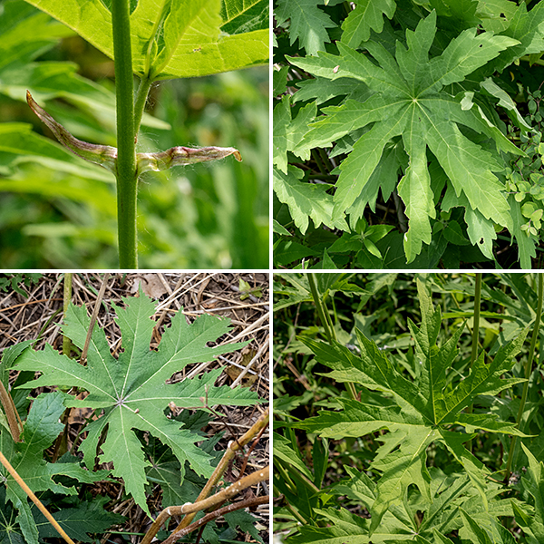 Glade mallow is a very tall plant (up to 9') with very large (up to 18" wide) leaves with 3-5 deep, angular, palmate lobes with coarsely dentate margins. The petioles are half as long as the leaves are wide; there is a pair of long (up to 1") stipules flanking the petioles at their base.  Glade mallow occurs in only seven states. It is listed as "vulnerable" in Illinois, Iowa, Wisconsin, and Ohio; it is "imperiled" in Indiana and Minnesota and critically imperiled in Maryland. Glade mallow prefers moist habitats. Populations in Jackson Park have been noticeably expanding over the last few years; be grateful.