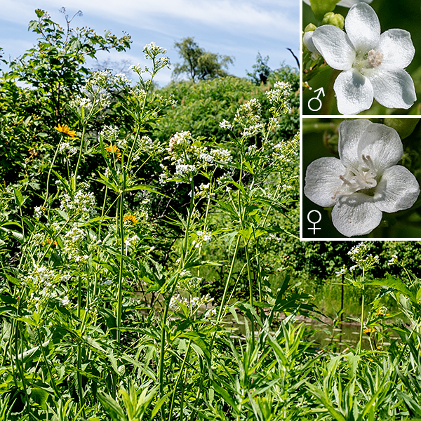 Glade mallow is a very tall plant (up to 9') with a deep tap root, unbranched for about half its height; it is the only species in the genus Napaea. Glade mallow occurs in only seven states. It is listed as "vulnerable" in Illinois, Iowa, Wisconsin, and Ohio; it is "imperiled" in Indiana and Minnesota and critically imperiled in Maryland. Glade mallow prefers moist habitats. Populations in Jackson Park have been noticeably expanding over the last few years; be grateful.