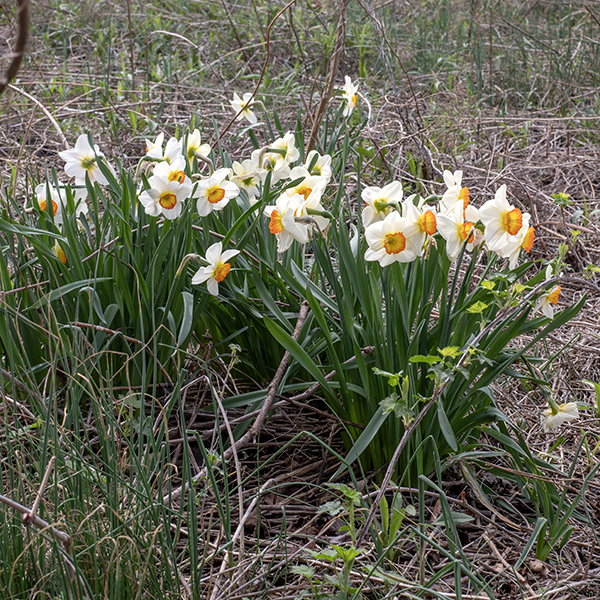 Poet's daffodil is an escapee from domestic gardens. The species is native to Central and Southern Europe; it is said to have been cultivated by the Greeks in the 3rd century BCE. The leaves are basal, blue-green, awl-shaped, up to 20" long and 1/2" wide, parallel-veined with smooth margins. The unbranched stems can get up to 1.5' tall, each with a solitary flower at their apex. The 2-3" diameter flowers have six white tepals with a yellow, crinkled central corona (often red-rimmed) in the form of a cup surrounding the reproductive organs (six stamens, only three of which are easily visible externally, and a single style with a three-lobed stigma). Fruits are rarely produced. The corona is relatively longer and bigger in diameter in wild daffodil than it is in poet's daffodil. Keep pets (and small children) away from poet's daffodil — if ingested, it induces severe vomiting.