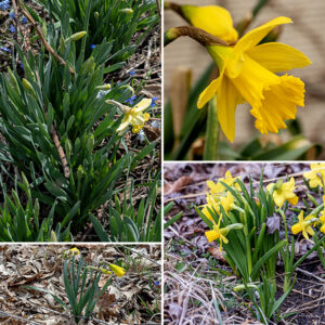 Wild daffodil is just a daffodil that has escaped cultivation — the species is native to western Europe. Wild daffodil stems get up to 20" tall; they are unbranched with a single flower at their apex. The leaves are basal, 8-20" long, about 1/2" wide, flat, and blue-green in color. The stem and flower bud are initially aligned, but the upper part of the stem becomes plastic for a short period, deforming to reorient the upper part of the stem (and the bud) to a position perpendicular to most of the stem. Each flower consists of a conical basal section (think "calyx")  with six spreading, yellow lobes (equivalent to tepals). Where the lobes/tepals bend backwards, a tubular, yellow, crinkled corona perpendicular to the tepals surrounds the reproductive structures (six stamens and a single style with a three-lobed stigma). Fruits are rarely produced. The corona is relatively longer and bigger in diameter in wild daffodil than it is in poet's daffodil. Keep pets (and small children) away from wild daffodil — if ingested, it induces severe vomiting.