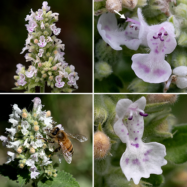 Catnip flowers are largely creamy-white or pink, clustered  in spike-like racemes. Each flower is small (1/3-1/2") and has two unequal lips. The upper lip has two tiny lateral lobes, is smaller than the lower, and wider than long; the three-lobed lower lip is much larger, is longer than wide, has pink or purple spots, and has a frill on the lip of the middle lobe. The four stamens have anthers that are dark purple; the style protrudes just beyond the upper lip and has a bifurcated tip (the stigma). The fruit is four one-seeded nutlets nestled in the persistant calyx.