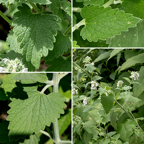 Catnip is a substantial plant up to 4' tall; the stems are covered with fine fuzz and square in section (typical of plants in the mint family). The leaves are opposite, 4" long and half as wide, with strongly toothed margins, prominent veins, and heart-shaped bases; they are attached to the stem via a 1" petiole (that is also square in section).