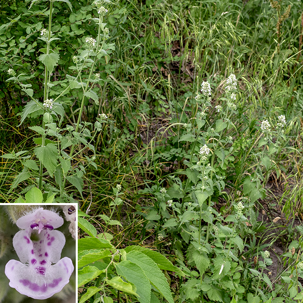 Catnip is a substantial plant up to 4' tall; the stems are covered with fine fuzz and square in section (typical of plants in the mint family). The leaves are opposite, 4" long and half as wide, with strongly toothed margins, prominent veins, and heart-shaped bases; they are attached to the stem via a 1" petiole (that is also square in section). The flowers are largely creamy-white or pink, clustered  in spike-like racemes. Each flower is small (1/3-1/2") and has two unequal lips. The upper lip has two tiny lateral lobes, is smaller than the lower, and wider than long; the three-lobed lower lip is much larger, is longer than wide, has pink or purple spots, and has a frill on the lip of the middle lobe. The four stamens have anthers that are dark purple; the style protrudes just beyond the upper lip and has a bifurcated tip (the stigma). The fruit is four one-seeded nutlets nestled in the persistant calyx.