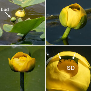 Spatterdock is an archaic-looking water lily, and for good reason — the genus is at least 50 million years old. Single flowers are borne on the tips of stout pedicels. The buds are enclosed in three green outer sepals which reveal three underlying yellow sepals when the flower opens. An open flower is 1-3" in diameter with the opening 40-50% of that total. The yellow petals have been reduced to oblong scale-like structures inside the flower below the stamens. The large, mushroom-shaped pistil takes up most of the center of the flower the stigmatic disc visually dominating. The very numerous, oblong, truncate, ribbon-like stamens lie immediately below the large, flattened disc-like stigma; they look nothing like the delicate stamens common in most flowers. The fruit is flask-shaped, constricted below the pistil, boldly ribbed and green on the globular body; the remnant of the stigmatic disc is red-rimmed.