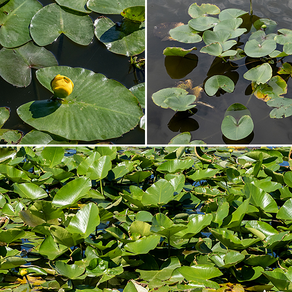 Spatterdock is an archaic-looking water lily, and for good reason — the genus is at least 50 million years old. The leaf blades (the lily pads) are large (up to 12" long and 8" across), medium green, nearly circular in outline but deeply cleft where the blade joins the stem; they sometimes float at the water surface, but more often they are held a few inches above the water.