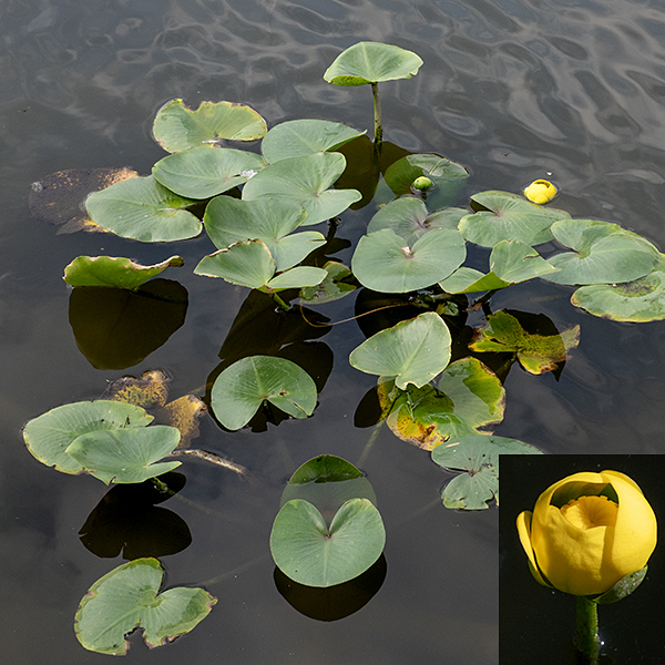 Spatterdock is an archaic-looking water lily, and for good reason — the genus is at least 50 million years old. The leaf blades (the lily pads) are large (up to 12" long and 8" across), medium green, nearly circular in outline but deeply cleft where the blade joins the stem; they sometimes float at the water surface, but more often they are held a few inches above the water. Single flowers are borne on the tips of stout pedicels. Spatterdock is easy to confuse with bullhead lily (Nuphar variegata) which does not occur in Jackson Park, but the sepals of spatterdock are yellow throughout, not tinted dark red on the basal internal surface as in bullhead lilies.