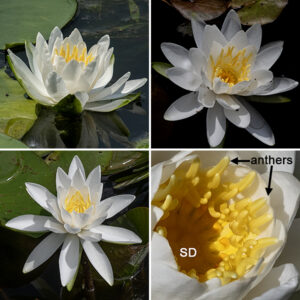 Fragrant water lily flower stalks, like the leaves, develop directly from the rhizomes. Flowers are 3-6" across; they have four greenish-white sepals that rest on the water's surface; 15-40 brilliant white (occasionally pink) petals in multiple series; 35-120 stamens with bright yellow anthers distributed around the inner circumference of tthe flower; and a central stigmatic disc on the floor of the flower at the base of the stamens. Flowers open and close daily. The fruit is 1-2" long and globoid; its stalk bends downward so the fruit develops underwater. After the tiny seeds (~1/16-1/8") are released, they float for some time, dispersed by wind and water currents, then sink to the bottom of the water body where they germinate.