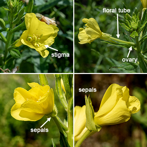 Evening primrose — clusters of yellow flowers occur at the apex of the plant. The flowers are 1-2" across, with four 1/2-1" long green sepals strongly reflected over a long (3/4-2"), green, cylindrical floral tube (the ovary is located just above the leaf axil), four heart-shaped yellow petals, eight stamens, and a single style with an X-shaped stigma. The sepals typically remain connected (in pairs) along one edge until the flower opens. The seedpods develop within the ovary (the base of the elongate floral tube); they are hairy, urn-shaped with rounded edges, and have four or eight small lobes on the apex. The seeds are claimed to remain viable in the soil for up to 70 years. The flowers open at dusk and close early in the day. — — — There are (at least) three evening primroses in Jackson Park — common evening primrose (Oenothera biennis), northern evening primrose (Oenothera parviflora), and hairy evening primrose (Oenothera villosa). They are easily confused with each other. (Judging by the conflicts between the accounts on Illinois Wildflowers [https://www.illinoiswildflowers.info/], Minnesota Wildflowers [https://www.minnesotawildflowers.info/], and Missouri Plants [http://www.missouriplants.com/], even the experts are confused.) All three species have yellow flowers with an X-shaped stigma, reflected sepals, petals with a small notch in their apex, stems that may be red or green, and lance-shaped leaves with short, widely-spaced teeth. Northern evening primrose is distinguished by (1) the presence of a knob or ridge at the tip of each sepal which the other two species lack (2) a seed capsule with four robust, flaring lobes with rounded tips at the apex of the seed capsule, and (3) a stigma that is very robust and almost fills the opening of the flower. Northern evening primrose has green to yellowish-green sepals. Hairy evening primrose (often but not always) has (1) striped or reddish-tinged sepals (check the buds where this character is often easier to see), (2) flowers that turn orange as they begin to senesce (although the reliability of this character is uncertain), and (3) always has glandular hairs covering the ovary that have "pimple-like" bright-red bases; these red pimples may also occur on the stems. All three species are somewhat similar to prairie sundrop (O. pilosella); the latter has very hairy stems and leaves, and translucent lines that radiate from the base of the petals in the flowers.