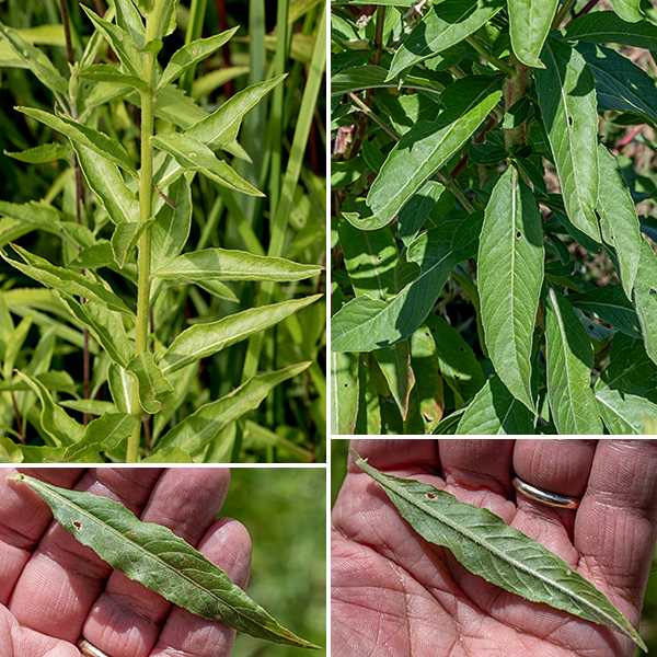 Evening primrose can be up to 7' tall, but is usually shorter; this is the commonest evening primrose in Illinois. The stems are alternate, light green or reddish, and are densely covered with white hairs; the leaves are four times are as long as wide, with smooth  or very shallowly toothed margins, resembling willow leaves. — — — There are (at least) three evening primroses in Jackson Park — common evening primrose (Oenothera biennis), northern evening primrose (Oenothera parviflora), and hairy evening primrose (Oenothera villosa). They are easily confused with each other. (Judging by the conflicts between the accounts on Illinois Wildflowers [https://www.illinoiswildflowers.info/], Minnesota Wildflowers [https://www.minnesotawildflowers.info/], and Missouri Plants [http://www.missouriplants.com/], even the experts are confused.) All three species have yellow flowers with an X-shaped stigma, reflected sepals, petals with a small notch in their apex, stems that may be red or green, and lance-shaped leaves with short, widely-spaced teeth. Northern evening primrose is distinguished by (1) the presence of a knob or ridge at the tip of each sepal which the other two species lack (2) a seed capsule with four robust, flaring lobes with rounded tips at the apex of the seed capsule, and (3) a stigma that is very robust and almost fills the opening of the flower. Northern evening primrose has green to yellowish-green sepals. Hairy evening primrose (often but not always) has (1) striped or reddish-tinged sepals (check the buds where this character is often easier to see), (2) flowers that turn orange as they begin to senesce (although the reliability of this character is uncertain), and (3) always has glandular hairs covering the ovary that have "pimple-like" bright-red bases; these red pimples may also occur on the stems. All three species are somewhat similar to prairie sundrop (O. pilosella); the latter has very hairy stems and leaves, and translucent lines that radiate from the base of the petals in the flowers.