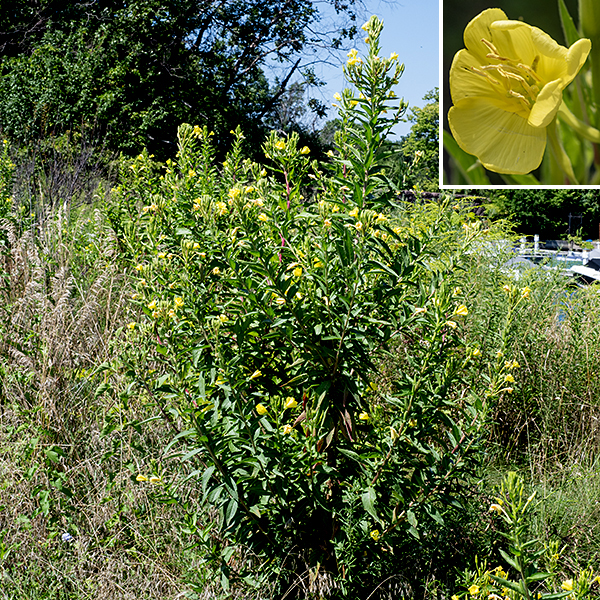 Evening primrose can be up to 7' tall, but is usually shorter; this is the commonest evening primrose in Illinois. The stems are alternate, light green or reddish, and are densely covered with white hairs; the leaves are four times are as long as wide, with smooth  or very shallowly toothed margins, resembling willow leaves. The seeds are claimed to remain viable in the soil for up to 70 years. The flowers open at dusk and close early in the day. — — — There are (at least) three evening primroses in Jackson Park — common evening primrose (Oenothera biennis), northern evening primrose (Oenothera parviflora), and hairy evening primrose (Oenothera villosa). They are easily confused with each other. (Judging by the conflicts between the accounts on Illinois Wildflowers [https://www.illinoiswildflowers.info/], Minnesota Wildflowers [https://www.minnesotawildflowers.info/], and Missouri Plants [http://www.missouriplants.com/], even the experts are confused.) All three species have yellow flowers with an X-shaped stigma, reflected sepals, petals with a small notch in their apex, stems that may be red or green, and lance-shaped leaves with short, widely-spaced teeth. Northern evening primrose is distinguished by (1) the presence of a knob or ridge at the tip of each sepal which the other two species lack (2) a seed capsule with four robust, flaring lobes with rounded tips at the apex of the seed capsule, and (3) a stigma that is very robust and almost fills the opening of the flower. Northern evening primrose has green to yellowish-green sepals. Hairy evening primrose (often but not always) has (1) striped or reddish-tinged sepals (check the buds where this character is often easier to see), (2) flowers that turn orange as they begin to senesce (although the reliability of this character is uncertain), and (3) always has glandular hairs covering the ovary that have "pimple-like" bright-red bases; these red pimples may also occur on the stems. All three species are somewhat similar to prairie sundrop (O. pilosella); the latter has very hairy stems and leaves, and translucent lines that radiate from the base of the petals in the flowers.