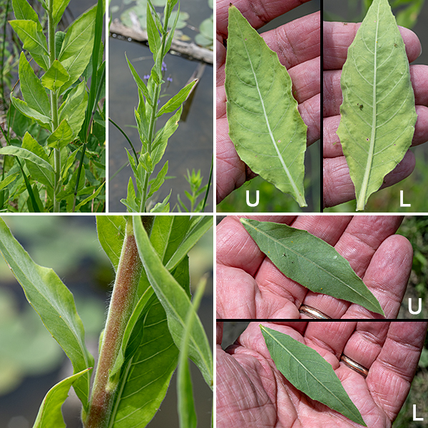 Smallflowered gaura's stem is round in section, light- to reddish-green, and covered with fine hairs. The leaves are alternate, 2-5" long and 1/4-1" across, lance-shaped, and sessile.