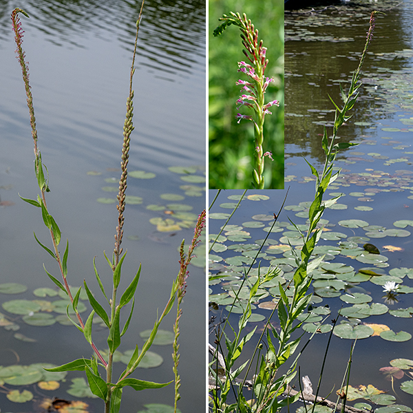 Smallflowered gaura is a spindly, usually unbranched plant that gets 2-6' fall, much of that the flower spike. The flowers and flower spike of smallflowered gaura are quite distinctive and unlikely to be confused with any other species.