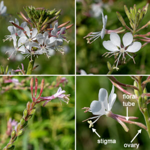 As the name suggests, biennial gaura is a biennial. In its first year biennial gaura develops a dense, flat basal rosette; in its second year, multiple stems shoot up from the basal rosette, branching frequently and reaching 3-7' tall.  The flower spikes are 4-8" long with flowers opening from the bottom to the top. Each flower is open and airy, 1/2" long and wide, with four white or pink, spoon-shaped, petals deployed around the upper quadrant of the flower; eight long white stamens with yellow anthers and a single long white style with a yellow, X-shaped, stigma emerge at right angles to the fan of petals. Behind the petals is a red or green, hairy, tubular calyx with four sepals whose tips are reflected backwards. The fruits lie on the flower spikes behind the open flowers; they are diamond- or spindle-shaped with a flat-to-conical tip and four large ribs running longitudinally and are covered with fine hairs. Oenothera gaura is almost indistinguishable from large-flowered gaura (Oenothera filiformis, a.k.a., Gaura longiflora), but the latter has larger flowers and hairs on the stems that are curled against the stem (as opposed to straight hairs); I've not identified large-flowered gaura in Jackson Park.