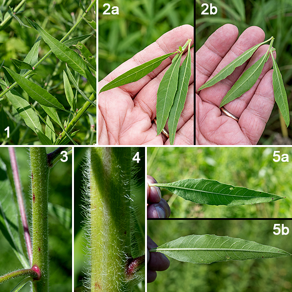 Biennial gaura stems are light green, with long, spreading hairs (a reliable character only on the lower stems). The leaves are alternate, about 4" long, medium green, shiny, oval and pointed at both ends. Oenothera gaura is almost indistinguishable from large-flowered gaura (Oenothera filiformis, a.k.a., Gaura longiflora), but the latter has larger flowers and hairs on the stems that are curled against the stem (as opposed to straight hairs); I've not identified large-flowered gaura in Jackson Park.
