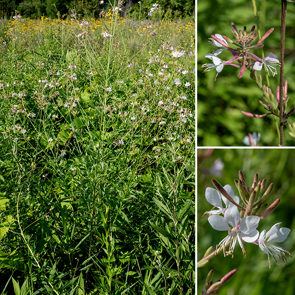As the name suggests, biennial gaura is a biennial. In its first year biennial gaura develops a dense, flat basal rosette; in its second year, multiple stems shoot up from the basal rosette, branching frequently and reaching 3-7' tall.  The stems are light green, with long, spreading hairs (a reliable character only on the lower stems). The leaves are about 4" long, medium green, shiny, oval and pointed at both ends. The flower spikes are 4-8" long with flowers opening from the bottom to the top. Each flower is open and airy, 1/2" long and wide, with four white or pink, spoon-shaped, petals deployed around the upper quadrant of the flower; eight long white stamens with yellow anthers and a single long white style with a yellow, X-shaped, stigma emerge at right angles to the fan of petals. Behind the petals is a red or green, hairy, tubular calyx with four sepals whose tips are reflected backwards. The fruits lie on the flower spikes behind the open flowers; they are diamond- or spindle-shaped with a flat-to-conical tip and four large ribs running longitudinally and are covered with fine hairs. Oenothera gaura is almost indistinguishable from large-flowered gaura (Oenothera filiformis, a.k.a., Gaura longiflora), but the latter has larger flowers and hairs on the stems that are curled against the stem (as opposed to straight hairs); I've not identified large-flowered gaura in Jackson Park.