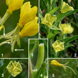 Northern evening primrose flowers are 3/4-1.5" across, have four yellow, heart-shaped petals, eight yellow stamens, and a cross-shaped stigma on a modest style; the stamens are as long or longer than the petals and the stigma is nearly fills the floral opening. At the base of the flower are four sepals 1/2-1" long, that bend back along the 3/4-1.5" long floral tube as the flower develops with pairs of sepals attached along one edge until the flower opens. Only northern evening primrose with a distinct ridge or knob near the tips of the sepals. The seed capsule develops from the ovary; it is 3/4-1.5" long, cylindrical but tapering slightly towards the tip, with four robust, flaring lobes at the tip. — — — There are (at least) three evening primroses in Jackson Park — common evening primrose (Oenothera biennis), northern evening primrose (Oenothera parviflora), and hairy evening primrose (Oenothera villosa). They are easily confused with each other. (Judging by the conflicts between the accounts on Illinois Wildflowers [https://www.illinoiswildflowers.info/], Minnesota Wildflowers [https://www.minnesotawildflowers.info/], and Missouri Plants [http://www.missouriplants.com/], even the experts are confused.) All three species have yellow flowers with an X-shaped stigma, reflected sepals, petals with a small notch in their apex, stems that may be red or green, and lance-shaped leaves with short, widely-spaced teeth. Northern evening primrose is distinguished by (1) the presence of a knob or ridge at the tip of each sepal which the other two species lack (2) a seed capsule with four robust, flaring lobes with rounded tips at the apex of the seed capsule, and (3) a stigma that is very robust and almost fills the opening of the flower. Northern evening primrose has green to yellowish-green sepals and is the only one of the three evening primroses to (sometimes) have reddish color on some or all of the midvein of the leaves. Hairy evening primrose (often but not always) has (1) striped or reddish-tinged sepals (check the buds where this character is often easier to see), (2) flowers that turn orange as they begin to senesce (although the reliability of this character is uncertain), and (3) always has glandular hairs covering the ovary that have "pimple-like" bright-red bases; these red pimples may also occur on the stems. All three species are somewhat similar to prairie sundrop (O. pilosella); the latter has very hairy stems and leaves, and translucent lines that radiate from the base of the petals in the flowers.