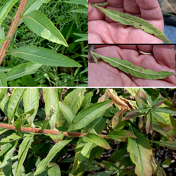 Northern evening primrose's basal leaves and the lower stem leaves are 4-12" long and 3/8-1.5" wide with short petioles. Stem leaves are alternate, smaller, and tend towards sessile attachment higher in the plant; the midvein of the leaf may be red or white or both. Leaf margins are smooth or minutely toothed. — — — There are (at least) three evening primroses in Jackson Park — common evening primrose (Oenothera biennis), northern evening primrose (Oenothera parviflora), and hairy evening primrose (Oenothera villosa). They are easily confused with each other. (Judging by the conflicts between the accounts on Illinois Wildflowers [https://www.illinoiswildflowers.info/], Minnesota Wildflowers [https://www.minnesotawildflowers.info/], and Missouri Plants [http://www.missouriplants.com/], even the experts are confused.) All three species have yellow flowers with an X-shaped stigma, reflected sepals, petals with a small notch in their apex, stems that may be red or green, and lance-shaped leaves with short, widely-spaced teeth. Northern evening primrose is distinguished by (1) the presence of a knob or ridge at the tip of each sepal which the other two species lack (2) a seed capsule with four robust, flaring lobes with rounded tips at the apex of the seed capsule, and (3) a stigma that is very robust and almost fills the opening of the flower. Northern evening primrose has green to yellowish-green sepals and is the only one of the three evening primroses to (sometimes) have reddish color on some or all of the midvein of the leaves. Hairy evening primrose (often but not always) has (1) striped or reddish-tinged sepals (check the buds where this character is often easier to see), (2) flowers that turn orange as they begin to senesce (although the reliability of this character is uncertain), and (3) always has glandular hairs covering the ovary that have "pimple-like" bright-red bases; these red pimples may also occur on the stems. All three species are somewhat similar to prairie sundrop (O. pilosella); the latter has very hairy stems and leaves, and translucent lines that radiate from the base of the petals in the flowers.