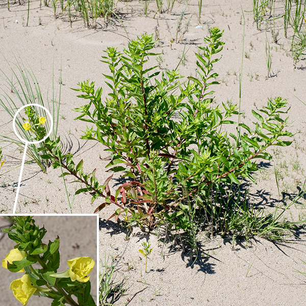 Northern evening primrose gets up to 5' tall, although most plants are shorter. The basal leaves and the lower stem leaves are 4-12" long and 3/8-1.5" wide with short petioles. Stem leaves are alternate, smaller, and tend towards sessile attachment higher in the plant; the midvein of the leaf may be red or white or both. Leaf margins are smooth or minutely toothed. The flowers are 3/4-1.5" across, have four yellow, heart-shaped petals, eight yellow stamens, and a cross-shaped stigma on a modest style; the stamens are as long or longer than the petals and the stigma is nearly fills the floral opening. At the base of the flower are four sepals 1/2-1" long, that bend back along the 3/4-1.5" long floral tube as the flower develops with pairs of sepals attached along one edge until the flower opens. Only northern evening primrose with a distinct ridge or knob near the tips of the sepals. The seed capsule develops from the ovary; it is 3/4-1.5" long, cylindrical but tapering slightly towards the tip, with four robust, flaring lobes at the tip. — — — There are (at least) three evening primroses in Jackson Park — common evening primrose (Oenothera biennis), northern evening primrose (Oenothera parviflora), and hairy evening primrose (Oenothera villosa). They are easily confused with each other. (Judging by the conflicts between the accounts on Illinois Wildflowers [https://www.illinoiswildflowers.info/], Minnesota Wildflowers [https://www.minnesotawildflowers.info/], and Missouri Plants [http://www.missouriplants.com/], even the experts are confused.) All three species have yellow flowers with an X-shaped stigma, reflected sepals, petals with a small notch in their apex, stems that may be red or green, and lance-shaped leaves with short, widely-spaced teeth. Northern evening primrose is distinguished by (1) the presence of a knob or ridge at the tip of each sepal which the other two species lack (2) a seed capsule with four robust, flaring lobes with rounded tips at the apex of the seed capsule, and (3) a stigma that is very robust and almost fills the opening of the flower. Northern evening primrose has green to yellowish-green sepals and is the only one of the three evening primroses to (sometimes) have reddish color on some or all of the midvein of the leaves. Hairy evening primrose (often but not always) has (1) striped or reddish-tinged sepals (check the buds where this character is often easier to see), (2) flowers that turn orange as they begin to senesce (although the reliability of this character is uncertain), and (3) always has glandular hairs covering the ovary that have "pimple-like" bright-red bases; these red pimples may also occur on the stems. All three species are somewhat similar to prairie sundrop (O. pilosella); the latter has very hairy stems and leaves, and translucent lines that radiate from the base of the petals in the flowers.