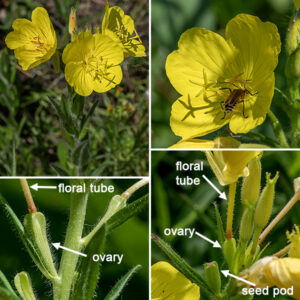 Prairie sundrop is similar to evening primrose (O. biennis) but more delicate and only about 2' tall. The flowers are ~2" across, pale golden-yellow, with translucent lines that radiate from the petals' bases. The flower is attached to a 1/2-1" long floral tube whose base is the ovary, nestled in a leaf axil. The floral tube is covered by four hairy sepals; the four petals are heart-shaped; the stamens are long, yellow, with large yellow anthers; the style extends well beyond the stamens and has a large, X-shaped stigma. Each flower lasts only about a day. The fruits form from the ovary which often have four prominat wings. The fruits are ~1/2" long, four-angled or ridged, club-shaped, with four internal chambers filled with 1 mm long seeds.
