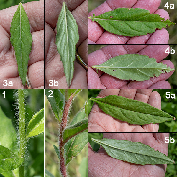 Prairie sundrop is similar to evening primrose (O. biennis) but more delicate and only about 2' tall. Prairie sundrops have very long, white hairs covering the stems; the leaves are alternate, up to three times as long as wide, under 3" long, hairy on both sides, and lance-shaped with smooth margins.