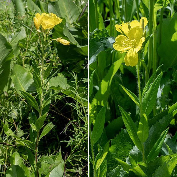 Prairie sundrop is similar to evening primrose (O. biennis) but more delicate and only about 2' tall. Prairie sundrops have very long, white hairs covering the stems; the leaves are alternate, up to three times as long as wide, under 3" long, hairy on both sides, and lance-shaped with smooth margins. The flowers are ~2" across, pale golden-yellow, with translucent lines that radiate from the petals' bases. The flower is attached to a 1/2-1" long floral tube whose base is the ovary, nestled in a leaf axil. The floral tube is covered by four hairy sepals; the four petals are heart-shaped; the stamens are long, yellow, with large yellow anthers; the style extends well beyond the stamens and has a large, X-shaped stigma. Each flower lasts only about a day. The fruits form from the ovary which often have four prominat wings. The fruits are ~1/2" long, four-angled or ridged, club-shaped, with four internal chambers filled with 1 mm long seeds.