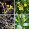 Hairy evening primrose produves an elongating spike of flowers arises from the apex of the stem; flowers bloom near the tip while older flowers and seed capsules develop below. Individual flowers are 3/4-1.5" across; they sit on a long floral tube with the ovary at its base (attached to a leaf axil). The flowers have four yellow, heart-shaped petals, eight yellow stamens, and a cross-shaped stigma on a modest style; at the base of the flower are four sepals 3/8-3/4" long, reflected back along the floral tube as the flower develops with pairs of sepals attached along one edge until the flower opens. The sepals are often red-striped or red-tinged. Note the long, hairy floral tube below the sepals, the reddish stem, and glandular hairs with red bases on the ovary. The seed capsule develops from the ovary; it is up to 1.75" long, cylindrical but tapering slightly towards the tip, with four tiny lobes at the tip. — — — There are (at least) three evening primroses in Jackson Park — common evening primrose (Oenothera biennis), northern evening primrose (Oenothera parviflora), and hairy evening primrose (Oenothera villosa). They are easily confused with each other. (Judging by the conflicts between the accounts on Illinois Wildflowers [https://www.illinoiswildflowers.info/], Minnesota Wildflowers [https://www.minnesotawildflowers.info/], and Missouri Plants [http://www.missouriplants.com/], even the experts are confused.) All three species have yellow flowers with an X-shaped stigma, reflected sepals, petals with a small notch in their apex, stems that may be red or green, and lance-shaped leaves with short, widely-spaced teeth. Northern evening primrose is distinguished by (1) the presence of a knob or ridge at the tip of each sepal which the other two species lack (2) a seed capsule with four robust, flaring lobes with rounded tips at the apex of the seed capsule, and (3) a stigma that is very robust and almost fills the opening of the flower. Northern evening primrose has green to yellowish-green sepals. Hairy evening primrose (often but not always) has (1) striped or reddish-tinged sepals (check the buds where this character is often easier to see), (2) flowers that turn orange as they begin to senesce (although the reliability of this character is uncertain), and (3) always has glandular hairs covering the ovary that have "pimple-like" bright-red bases; these red pimples may also occur on the stems. All three species are somewhat similar to prairie sundrop (O. pilosella); the latter has very hairy stems and leaves, and translucent lines that radiate from the base of the petals in the flowers.