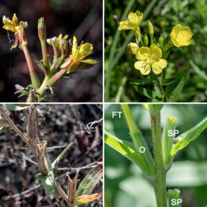 Hairy evening primrose produves an elongating spike of flowers arises from the apex of the stem; flowers bloom near the tip while older flowers and seed capsules develop below. Individual flowers are 3/4-1.5" across; they sit on a long floral tube with the ovary at its base (attached to a leaf axil). The flowers have four yellow, heart-shaped petals, eight yellow stamens, and a cross-shaped stigma on a modest style; at the base of the flower are four sepals 3/8-3/4" long, reflected back along the floral tube as the flower develops with pairs of sepals attached along one edge until the flower opens. The sepals are often red-striped or red-tinged. Note the long, hairy floral tube below the sepals, the reddish stem, and glandular hairs with red bases on the ovary. The seed capsule develops from the ovary; it is up to 1.75" long, cylindrical but tapering slightly towards the tip, with four tiny lobes at the tip. — — — There are (at least) three evening primroses in Jackson Park — common evening primrose (Oenothera biennis), northern evening primrose (Oenothera parviflora), and hairy evening primrose (Oenothera villosa). They are easily confused with each other. (Judging by the conflicts between the accounts on Illinois Wildflowers [https://www.illinoiswildflowers.info/], Minnesota Wildflowers [https://www.minnesotawildflowers.info/], and Missouri Plants [http://www.missouriplants.com/], even the experts are confused.) All three species have yellow flowers with an X-shaped stigma, reflected sepals, petals with a small notch in their apex, stems that may be red or green, and lance-shaped leaves with short, widely-spaced teeth. Northern evening primrose is distinguished by (1) the presence of a knob or ridge at the tip of each sepal which the other two species lack (2) a seed capsule with four robust, flaring lobes with rounded tips at the apex of the seed capsule, and (3) a stigma that is very robust and almost fills the opening of the flower. Northern evening primrose has green to yellowish-green sepals. Hairy evening primrose (often but not always) has (1) striped or reddish-tinged sepals (check the buds where this character is often easier to see), (2) flowers that turn orange as they begin to senesce (although the reliability of this character is uncertain), and (3) always has glandular hairs covering the ovary that have "pimple-like" bright-red bases; these red pimples may also occur on the stems. All three species are somewhat similar to prairie sundrop (O. pilosella); the latter has very hairy stems and leaves, and translucent lines that radiate from the base of the petals in the flowers.