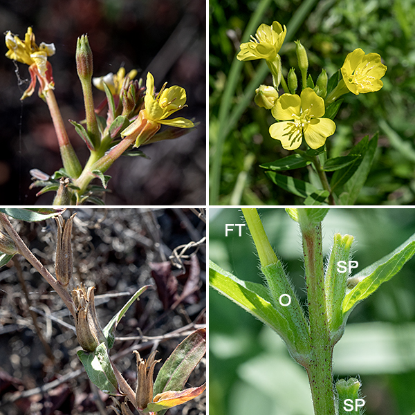 Hairy evening primrose produves an elongating spike of flowers arises from the apex of the stem; flowers bloom near the tip while older flowers and seed capsules develop below. Individual flowers are 3/4-1.5" across; they sit on a long floral tube with the ovary at its base (attached to a leaf axil). The flowers have four yellow, heart-shaped petals, eight yellow stamens, and a cross-shaped stigma on a modest style; at the base of the flower are four sepals 3/8-3/4" long, reflected back along the floral tube as the flower develops with pairs of sepals attached along one edge until the flower opens. The sepals are often red-striped or red-tinged. Note the long, hairy floral tube below the sepals, the reddish stem, and glandular hairs with red bases on the ovary. The seed capsule develops from the ovary; it is up to 1.75" long, cylindrical but tapering slightly towards the tip, with four tiny lobes at the tip. — — — There are (at least) three evening primroses in Jackson Park — common evening primrose (Oenothera biennis), northern evening primrose (Oenothera parviflora), and hairy evening primrose (Oenothera villosa). They are easily confused with each other. (Judging by the conflicts between the accounts on Illinois Wildflowers [https://www.illinoiswildflowers.info/], Minnesota Wildflowers [https://www.minnesotawildflowers.info/], and Missouri Plants [http://www.missouriplants.com/], even the experts are confused.) All three species have yellow flowers with an X-shaped stigma, reflected sepals, petals with a small notch in their apex, stems that may be red or green, and lance-shaped leaves with short, widely-spaced teeth. Northern evening primrose is distinguished by (1) the presence of a knob or ridge at the tip of each sepal which the other two species lack (2) a seed capsule with four robust, flaring lobes with rounded tips at the apex of the seed capsule, and (3) a stigma that is very robust and almost fills the opening of the flower. Northern evening primrose has green to yellowish-green sepals. Hairy evening primrose (often but not always) has (1) striped or reddish-tinged sepals (check the buds where this character is often easier to see), (2) flowers that turn orange as they begin to senesce (although the reliability of this character is uncertain), and (3) always has glandular hairs covering the ovary that have "pimple-like" bright-red bases; these red pimples may also occur on the stems. All three species are somewhat similar to prairie sundrop (O. pilosella); the latter has very hairy stems and leaves, and translucent lines that radiate from the base of the petals in the flowers.