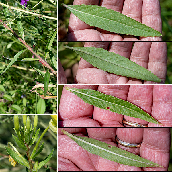 Hairy evening primrose's basal leaves and the lower stem leaves are 4-12" long and 1/2-1.5" wide with short petioles. Stem leaves are alternate, smaller, and tend towards sessile attachment higher in the plant. Leaf margins are smooth or minutely toothed. An elongating spike of flowers arises from the apex of the stem; flowers bloom near the tip while older flowers and seed capsules develop below.  — — — There are (at least) three evening primroses in Jackson Park — common evening primrose (Oenothera biennis), northern evening primrose (Oenothera parviflora), and hairy evening primrose (Oenothera villosa). They are easily confused with each other. (Judging by the conflicts between the accounts on Illinois Wildflowers [https://www.illinoiswildflowers.info/], Minnesota Wildflowers [https://www.minnesotawildflowers.info/], and Missouri Plants [http://www.missouriplants.com/], even the experts are confused.) All three species have yellow flowers with an X-shaped stigma, reflected sepals, petals with a small notch in their apex, stems that may be red or green, and lance-shaped leaves with short, widely-spaced teeth. Northern evening primrose is distinguished by (1) the presence of a knob or ridge at the tip of each sepal which the other two species lack (2) a seed capsule with four robust, flaring lobes with rounded tips at the apex of the seed capsule, and (3) a stigma that is very robust and almost fills the opening of the flower. Northern evening primrose has green to yellowish-green sepals. Hairy evening primrose (often but not always) has (1) striped or reddish-tinged sepals (check the buds where this character is often easier to see), (2) flowers that turn orange as they begin to senesce (although the reliability of this character is uncertain), and (3) always has glandular hairs covering the ovary that have "pimple-like" bright-red bases; these red pimples may also occur on the stems. All three species are somewhat similar to prairie sundrop (O. pilosella); the latter has very hairy stems and leaves, and translucent lines that radiate from the base of the petals in the flowers.