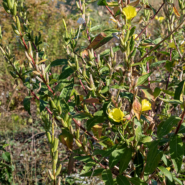 Hairy evening primrose can reach heights of 6' although shorter plants are more common. The basal leaves and the lower stem leaves are 4-12" long and 1/2-1.5" wide with short petioles. Stem leaves are alternate, smaller, and tend towards sessile attachment higher in the plant. Leaf margins are smooth or minutely toothed. The sepals are often red-striped or red-tinged. Note the long, hairy floral tube below the sepals, the reddish stem, and glandular hairs with red bases on the ovary. The seed capsule develops from the ovary; it is up to 1.75" long, cylindrical but tapering slightly towards the tip, with four tiny lobes at the tip. — — — There are (at least) three evening primroses in Jackson Park — common evening primrose (Oenothera biennis), northern evening primrose (Oenothera parviflora), and hairy evening primrose (Oenothera villosa). They are easily confused with each other. (Judging by the conflicts between the accounts on Illinois Wildflowers [https://www.illinoiswildflowers.info/], Minnesota Wildflowers [https://www.minnesotawildflowers.info/], and Missouri Plants [http://www.missouriplants.com/], even the experts are confused.) All three species have yellow flowers with an X-shaped stigma, reflected sepals, petals with a small notch in their apex, stems that may be red or green, and lance-shaped leaves with short, widely-spaced teeth. Northern evening primrose is distinguished by (1) the presence of a knob or ridge at the tip of each sepal which the other two species lack (2) a seed capsule with four robust, flaring lobes with rounded tips at the apex of the seed capsule, and (3) a stigma that is very robust and almost fills the opening of the flower. Northern evening primrose has green to yellowish-green sepals. Hairy evening primrose (often but not always) has (1) striped or reddish-tinged sepals (check the buds where this character is often easier to see), (2) flowers that turn orange as they begin to senesce (although the reliability of this character is uncertain), and (3) always has glandular hairs covering the ovary that have "pimple-like" bright-red bases; these red pimples may also occur on the stems. All three species are somewhat similar to prairie sundrop (O. pilosella); the latter has very hairy stems and leaves, and translucent lines that radiate from the base of the petals in the flowers.