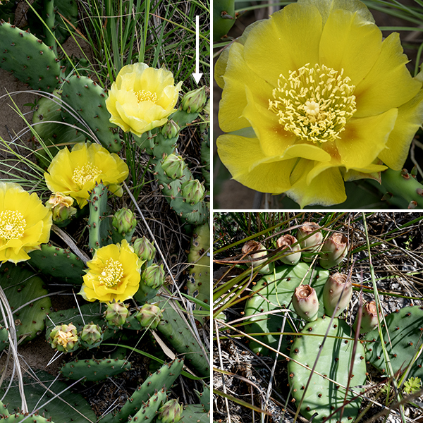 Eastern prickly pear is the commonest of three prickly pears native to Illinois, all quite rare. Eastern prickly pear can grow to be as much as 2' tall but Jackson Park specimens rarely exceed 6". Flowers are 2-3" across consisting of numerous yellow, satiny tepals, the innermost layer with reddish-orange highlights towards the tepals bases, 50-1500 stamens with pale yellow anthers, and a single style topped with a ring of six fleshy, white stigmas. Each flower lasts a single day. Fruits are initially green but turn reddish-brown when mature; they are 1-2" long, less than 1" in diameter, and concave on the top.