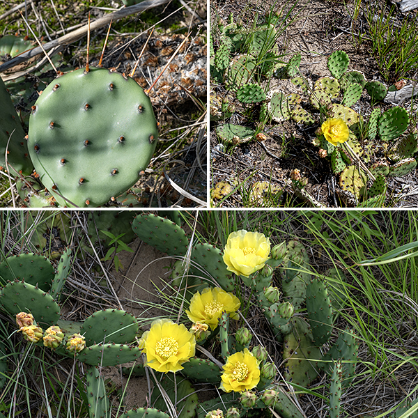 Eastern prickly pear is the commonest of three prickly pears native to Illinois, all quite rare. Eastern prickly pear can grow to be as much as 2' tall but Jackson Park specimens rarely exceed 6". Plants consist of 1-3 thick (1/2-1") fleshy pads (swollen stems), one inserted in the ground and one or two growing off the upper edge of the primary pad. Pads are 2-7" long, 1.5-5" across, and 1/2-1.25" thick; green or bluish-green, and hairless except for the structures associated with the areoles (air pores). The areoles are widely scattered across the pads in diagonal rows; they often have one or two sharp spines (1/2-4" long) and successively smaller barriers (bristles up to 3 mm long and woolly hairs), presumably to prevent access to the pad through the areoles.
